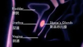 喷水 ≠ 尿床，是你的快乐盛得太满了!